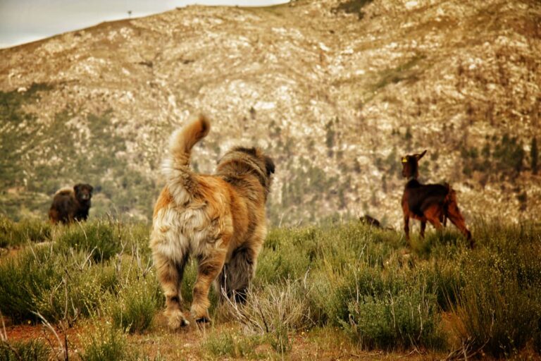 Loop de Loriga - Cão da Serra da Estrela